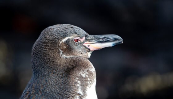 Galapagos penguin (2)