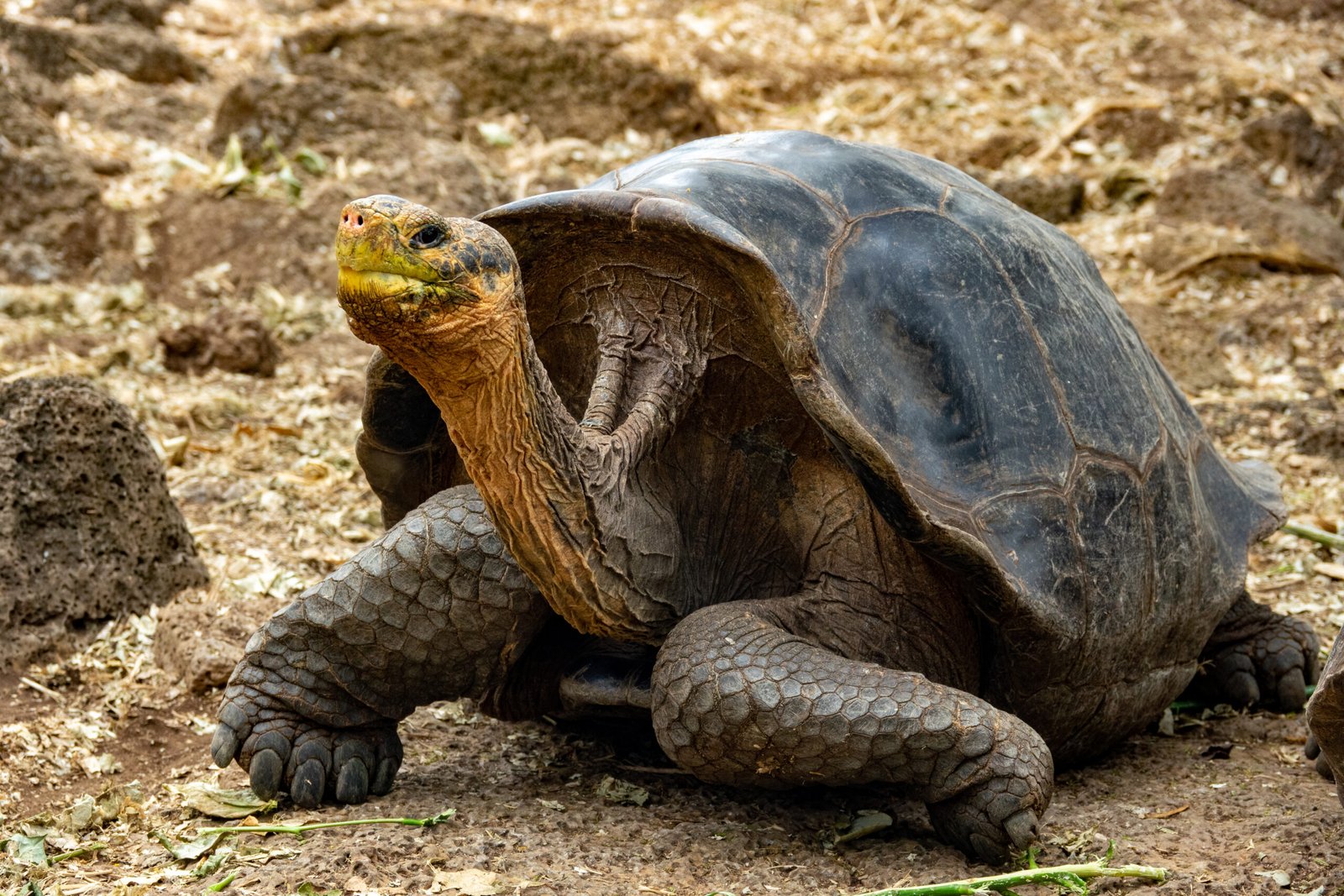Giant tortoise