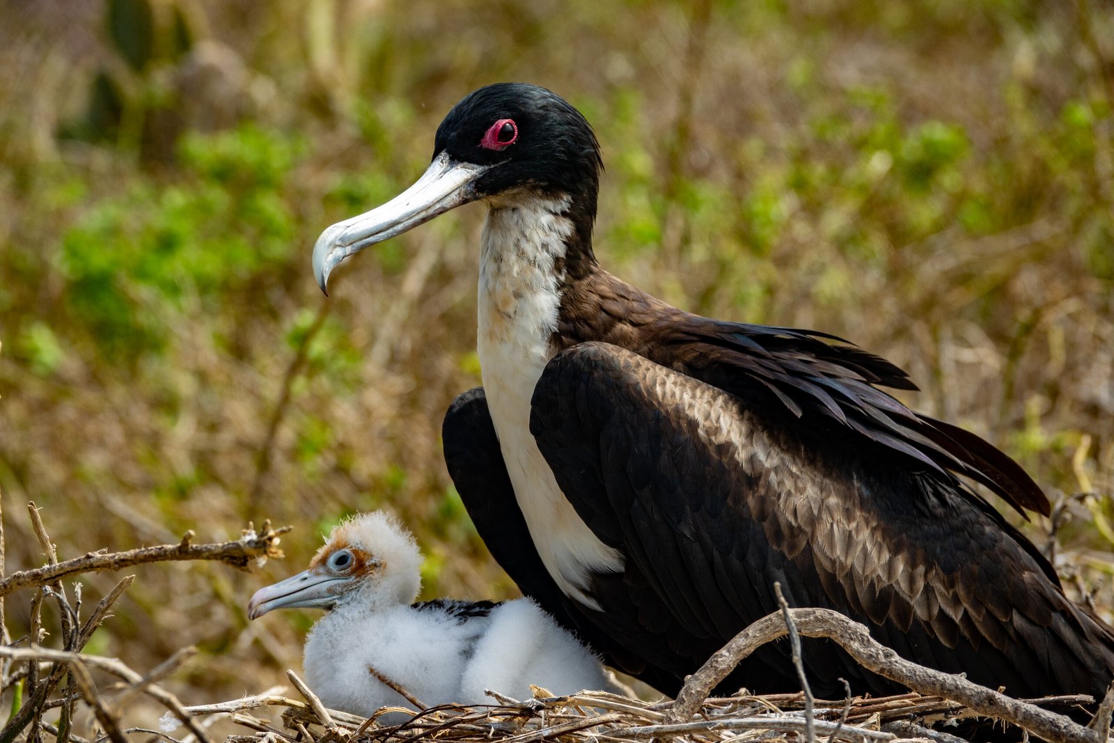 Magnificent frigate bird