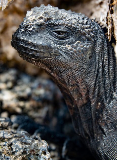 Marine iguana