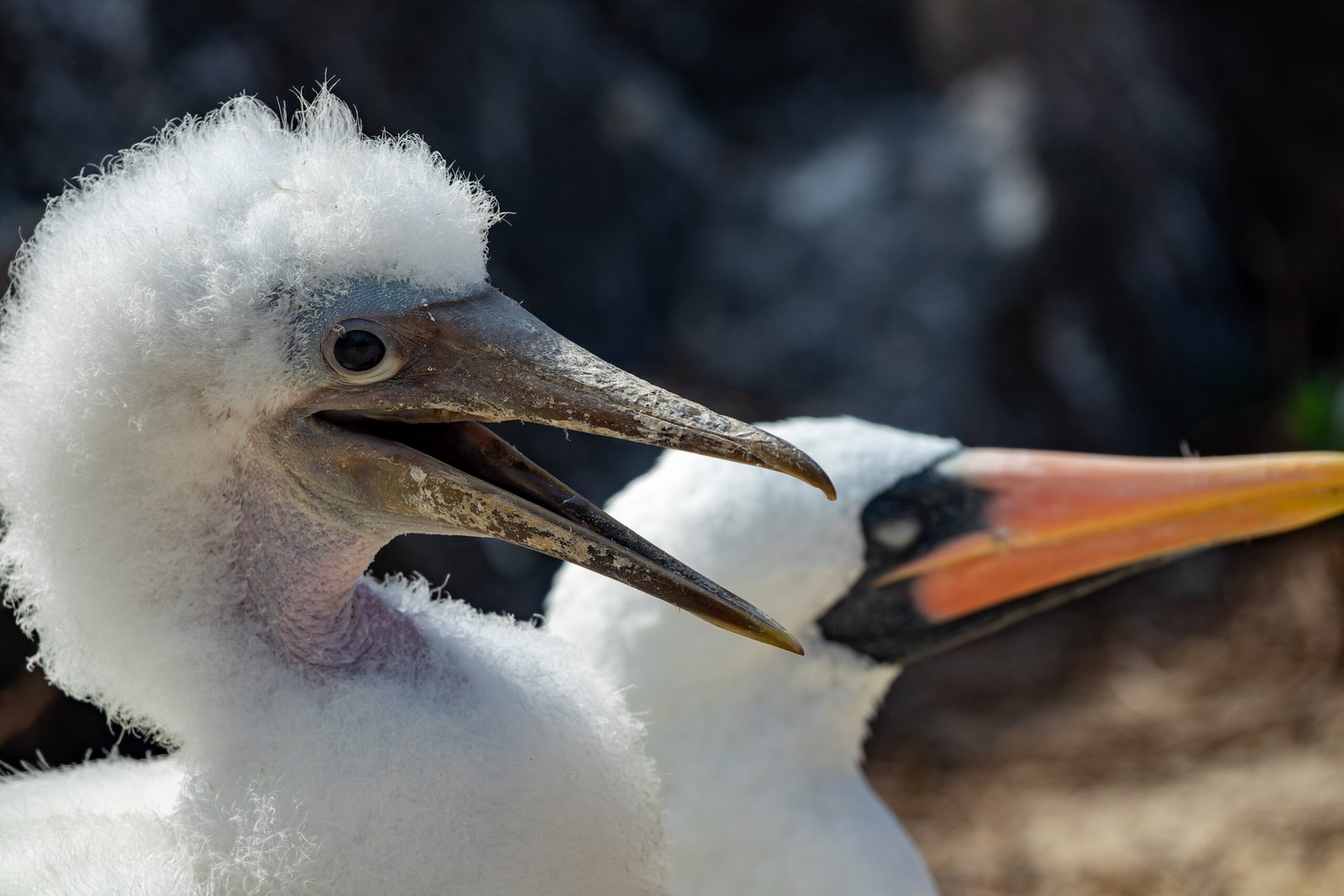 Nasca booby