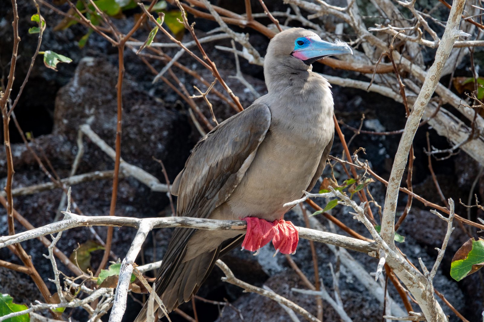 Red-footed booby