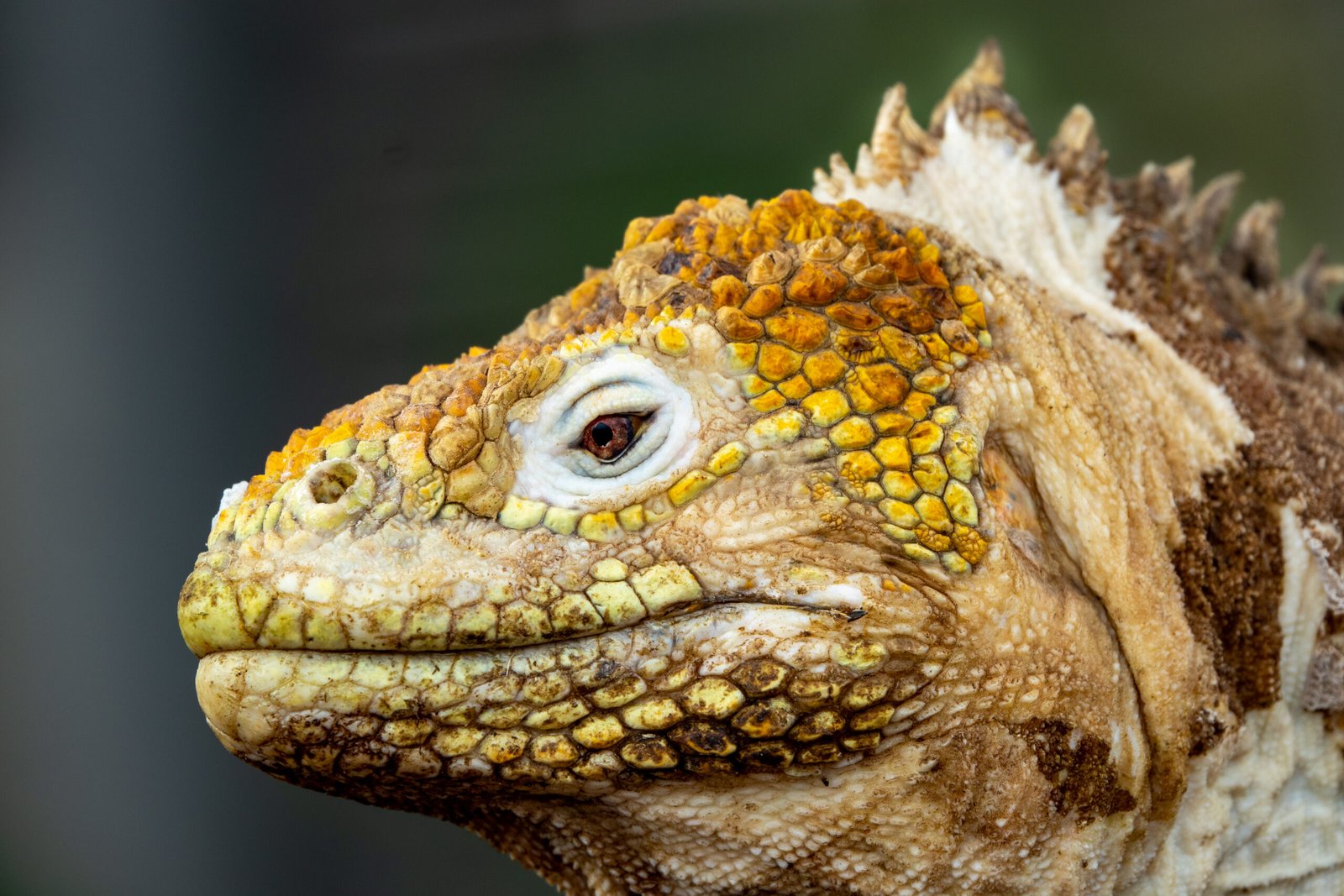 Yellow land iguana