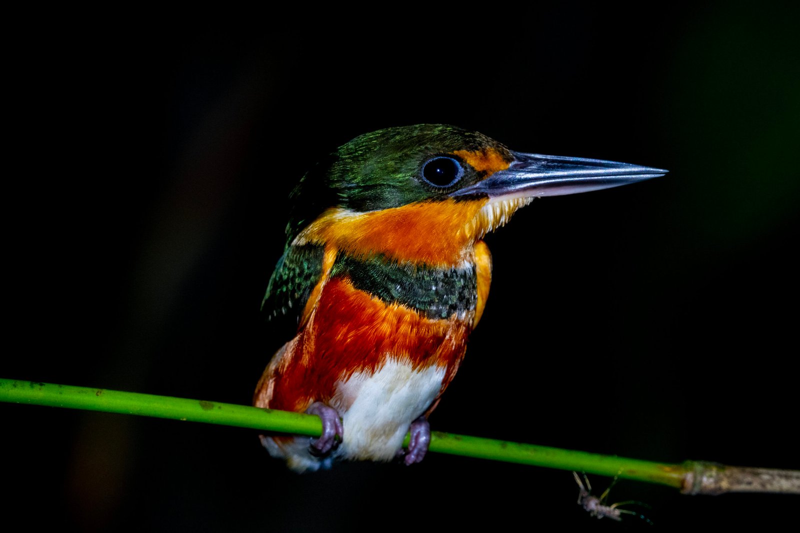American pygmy kingfisher