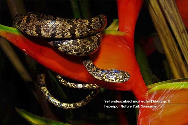 Yet-undescribed-snail-eater-(Sibon-sp.1)