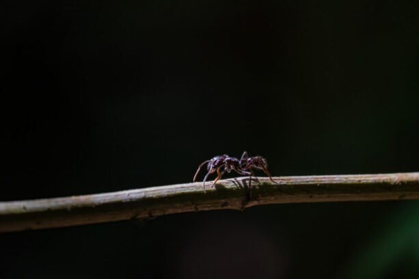 Ant