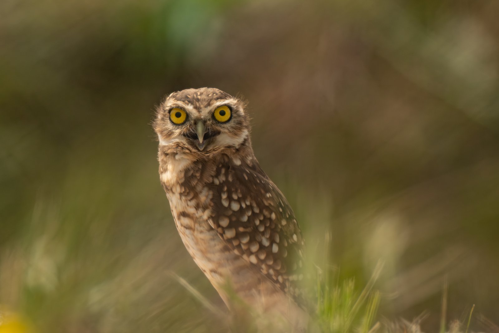 Owl