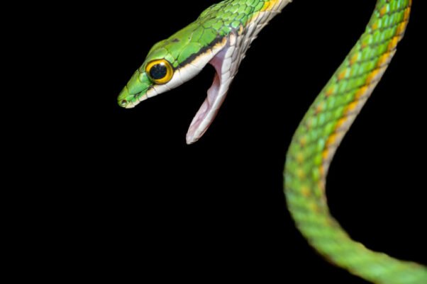 Snake