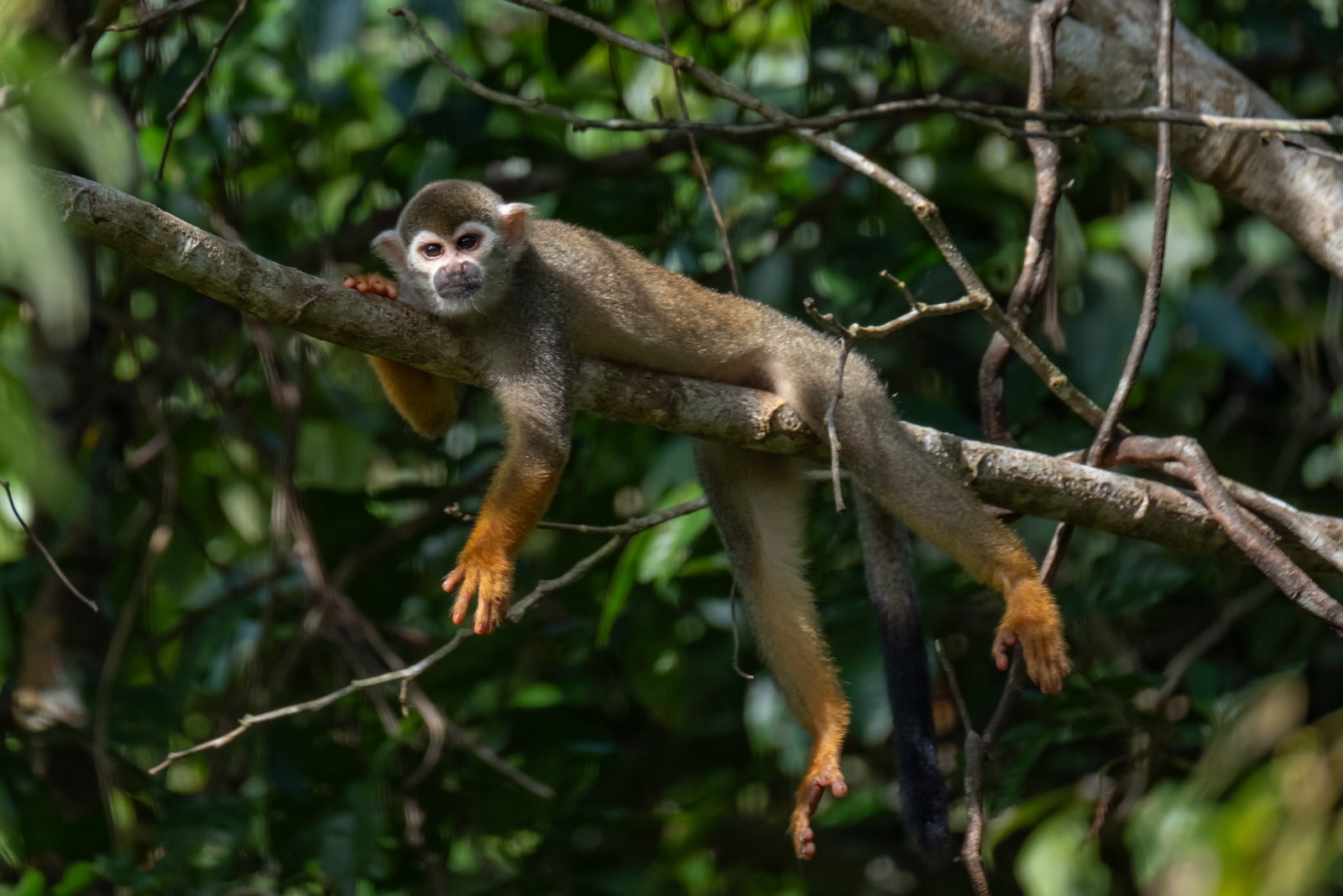 Monkey in a tree