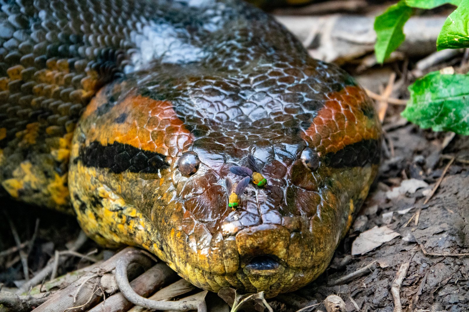 Anaconda