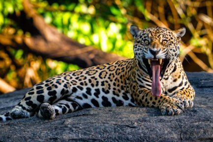 Jaguar