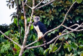 Harpy Eagle