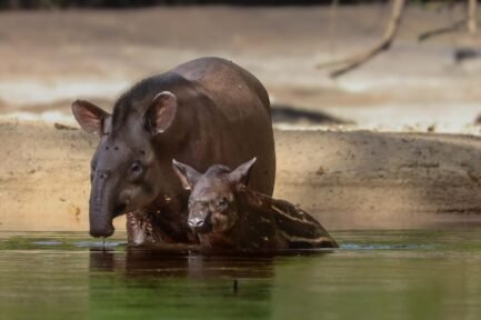 Tapir
